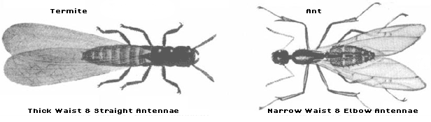 Flying Ant vs Termite