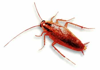 cockroach Extermination in Sonoma County CA